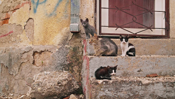 Foto: Predrag Trokicić